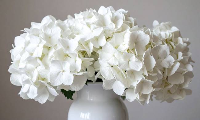 Seguro Decesos Getafe ASISA