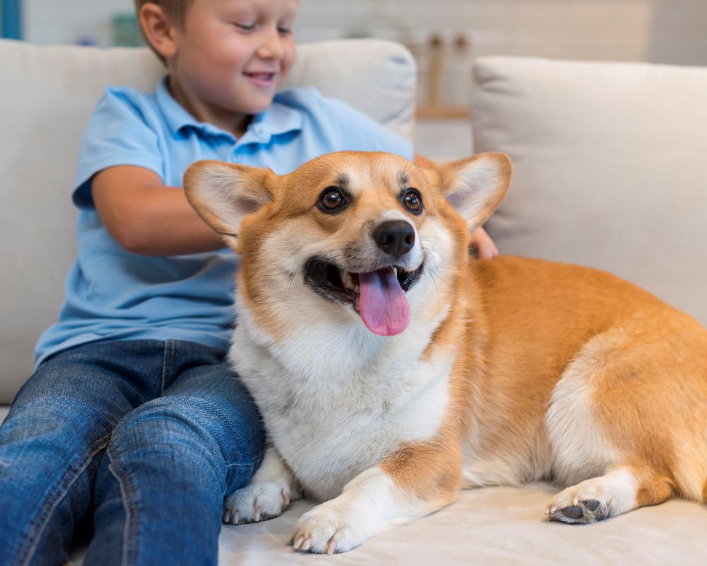 seguro para perros en Getafe ASISA Seguro de mascotas perros y Gatos